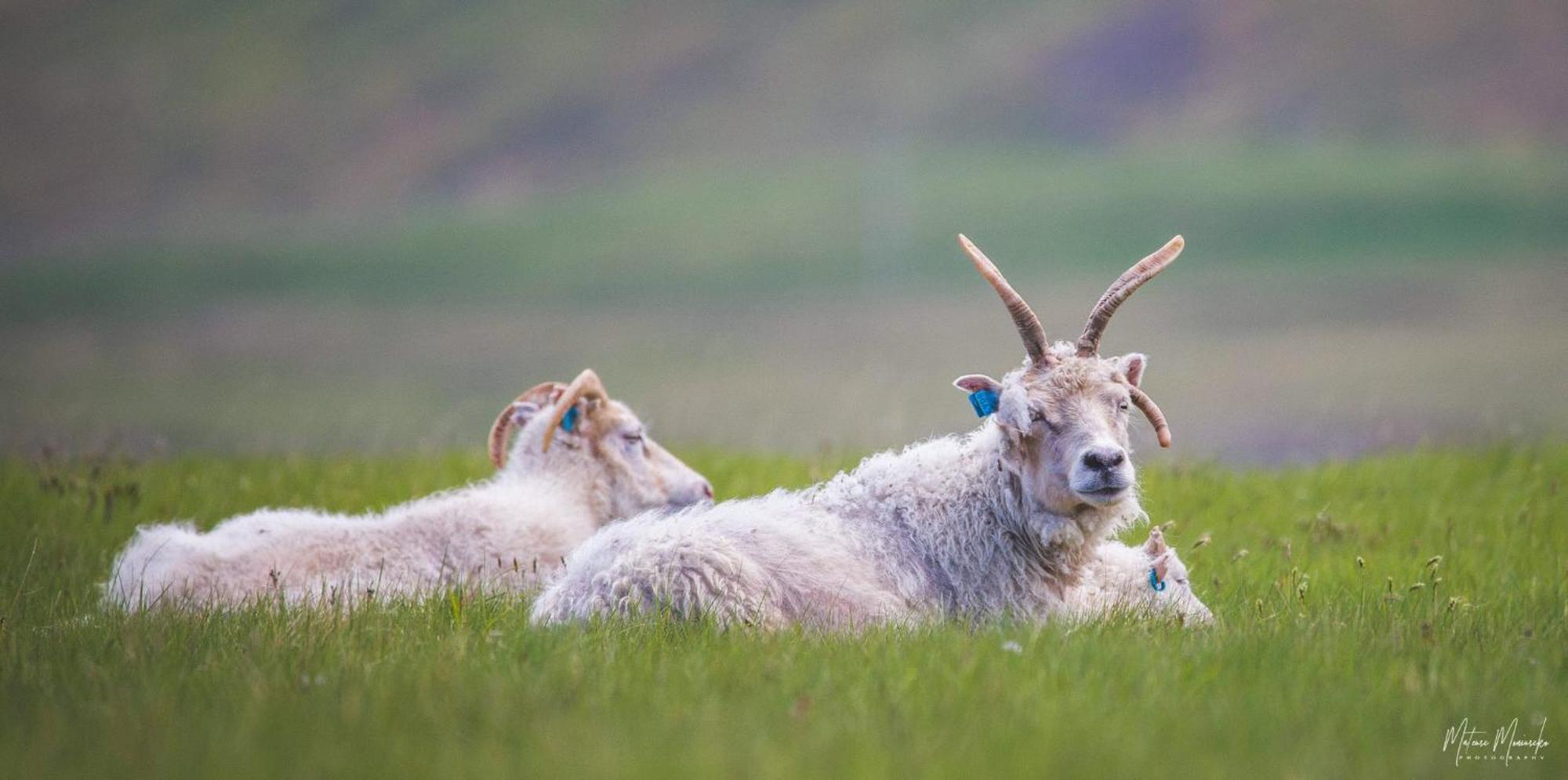 Hafnir Lägenhet Grundarfjörður Exteriör bild